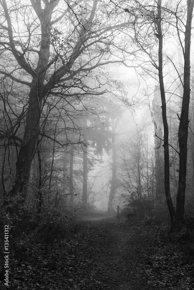 English woodland on a foggy misty morning