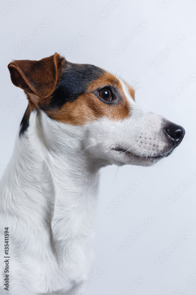 Side view of small dog on white background. Vertical studio shot. Side view of small dog on white background. Vertical studio shot.