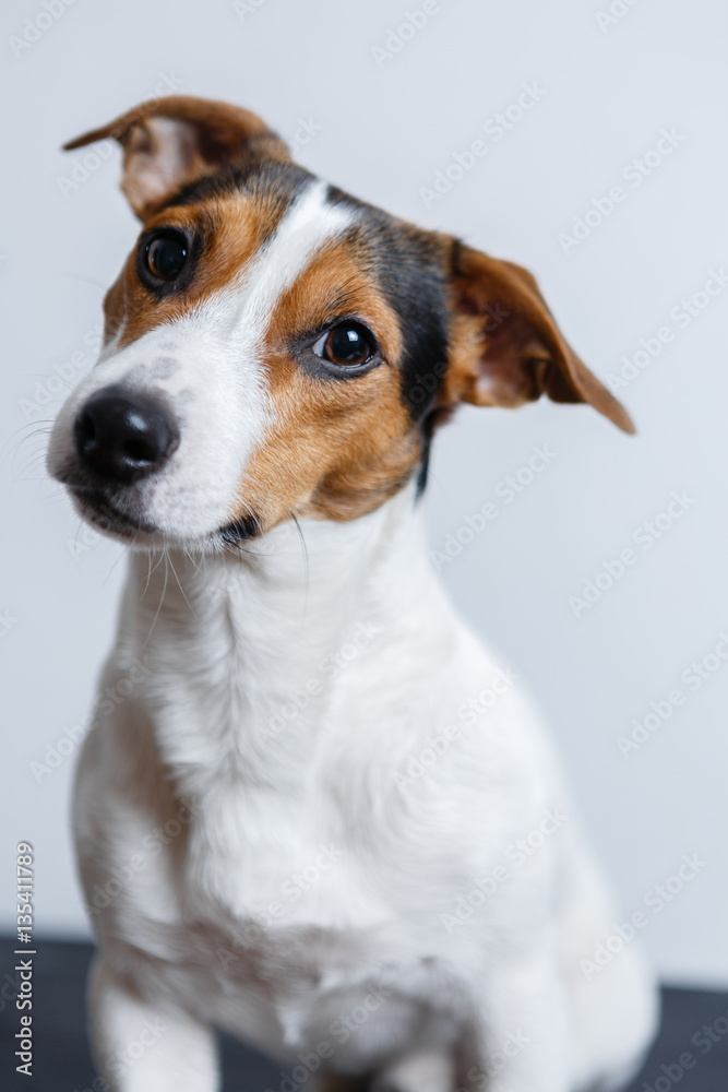 Small dog look at camera on white background. Vertical studio shot.