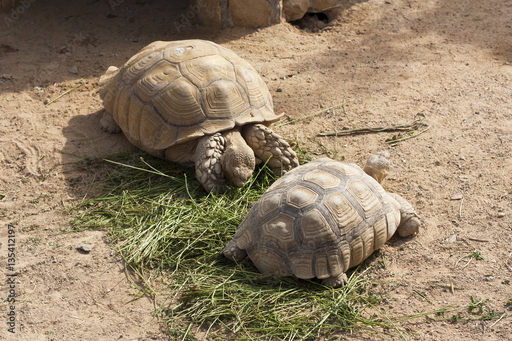 Obraz premium Turtles Sunning photo