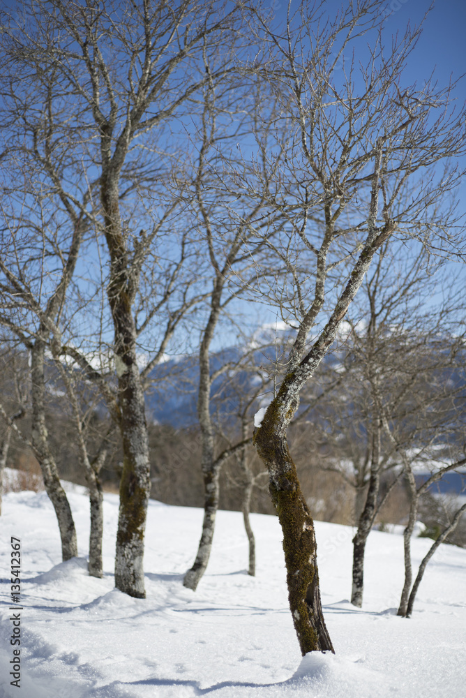 Fototapeta premium Winterzauber