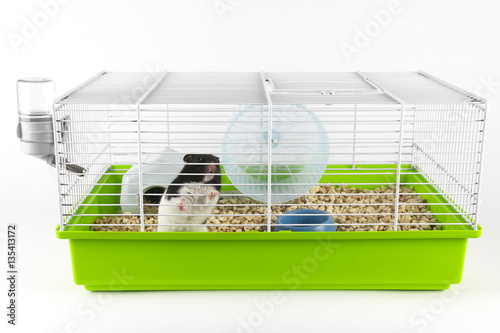 Funny hamster looking out of its cage on white