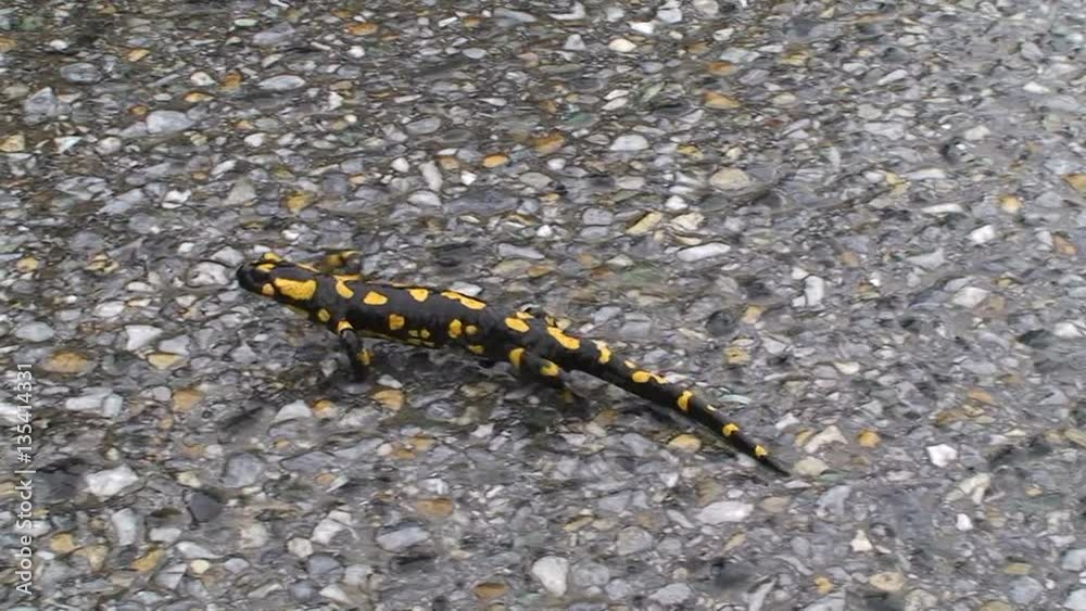 Ein Feuersalamander schlängelt auf dem nassen Asphalt dahin Ein Feuersalamander schlängelt auf dem nassen Asphalt dahin