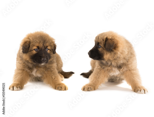 Fototapeta Naklejka Na Ścianę i Meble -  two puppy brown