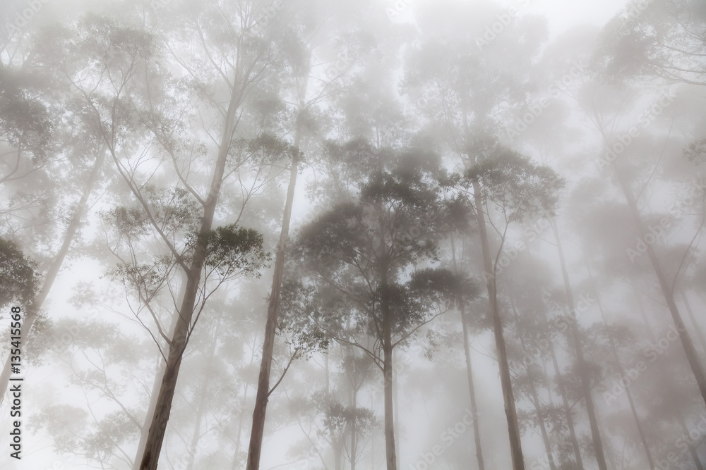 Fototapeta premium fog in the forest