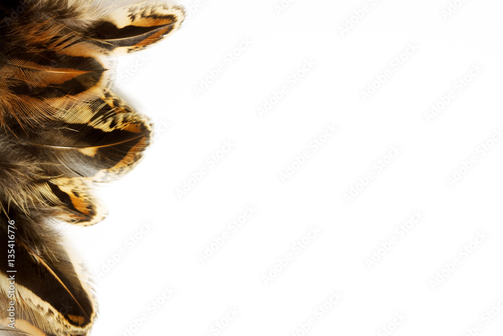 Pheasant feathers on white background Pheasant feathers on white background