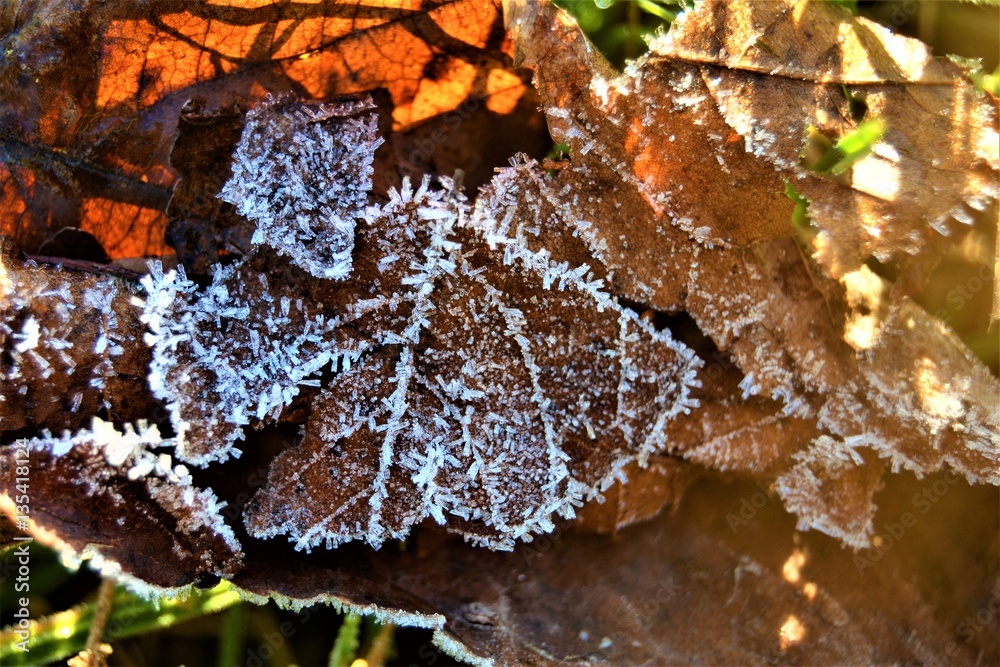 Et si une feuille s'ensoleiller ? Et si une feuille s'ensoleiller ?