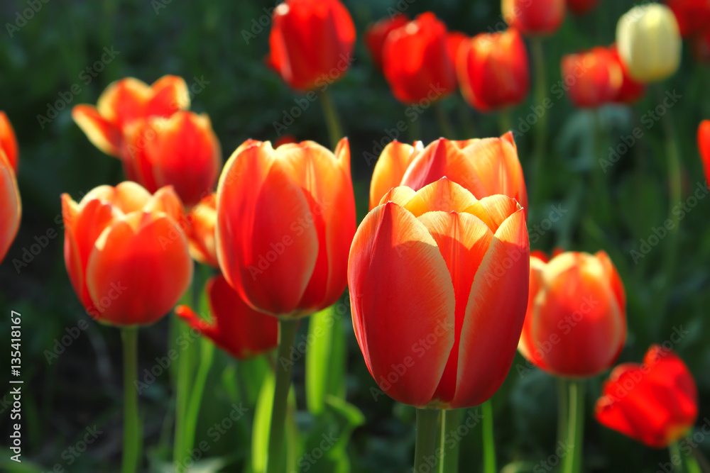 Fototapeta premium Beautiful bright tulips