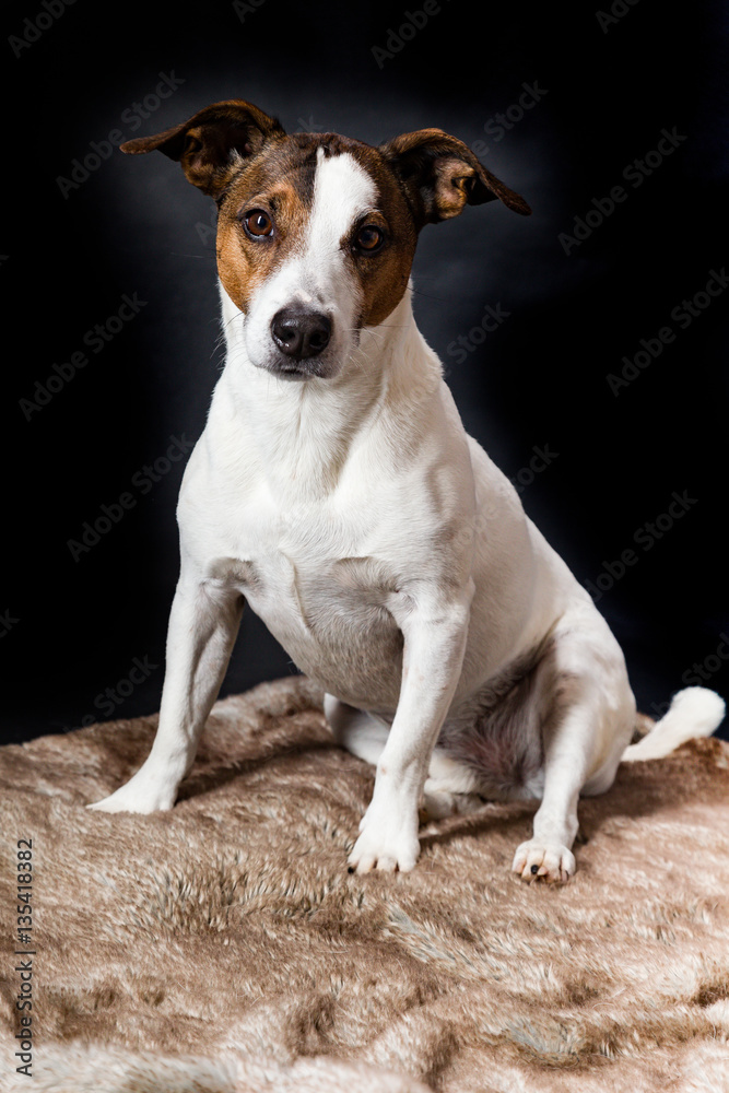 Auf Decke sitzender Jack Russell Terrier