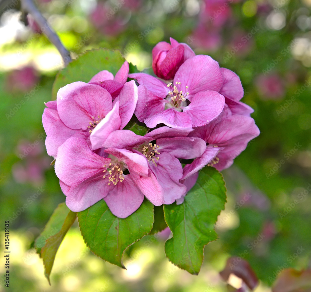 Flowers of an apple-tree of Nedzvetsky (Malus niedzwetzkyana Die