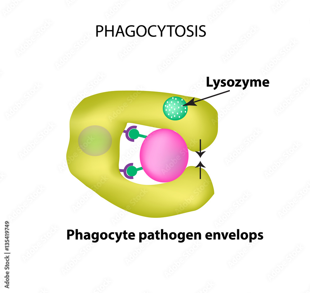 Innate immunity. Adaptive specific . Phagocytosis. Infographics. vector