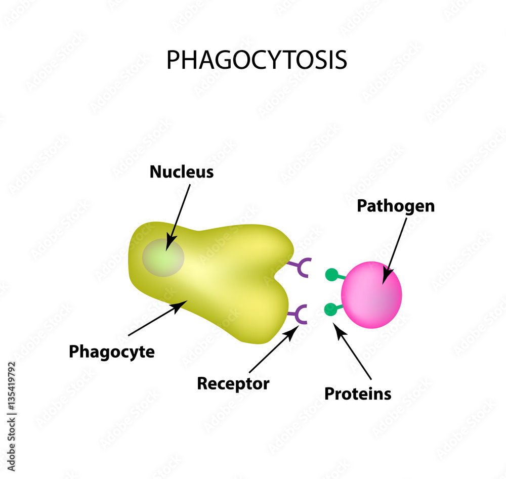 Innate immunity. Adaptive specific . Phagocytosis. Infographics. vector illustration Stock