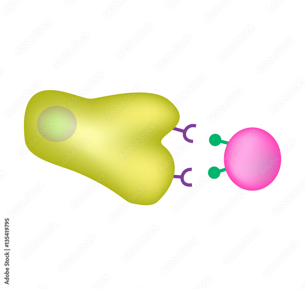 Innate immunity. Adaptive specific . Phagocytosis. Infographics. vector illustration Stock