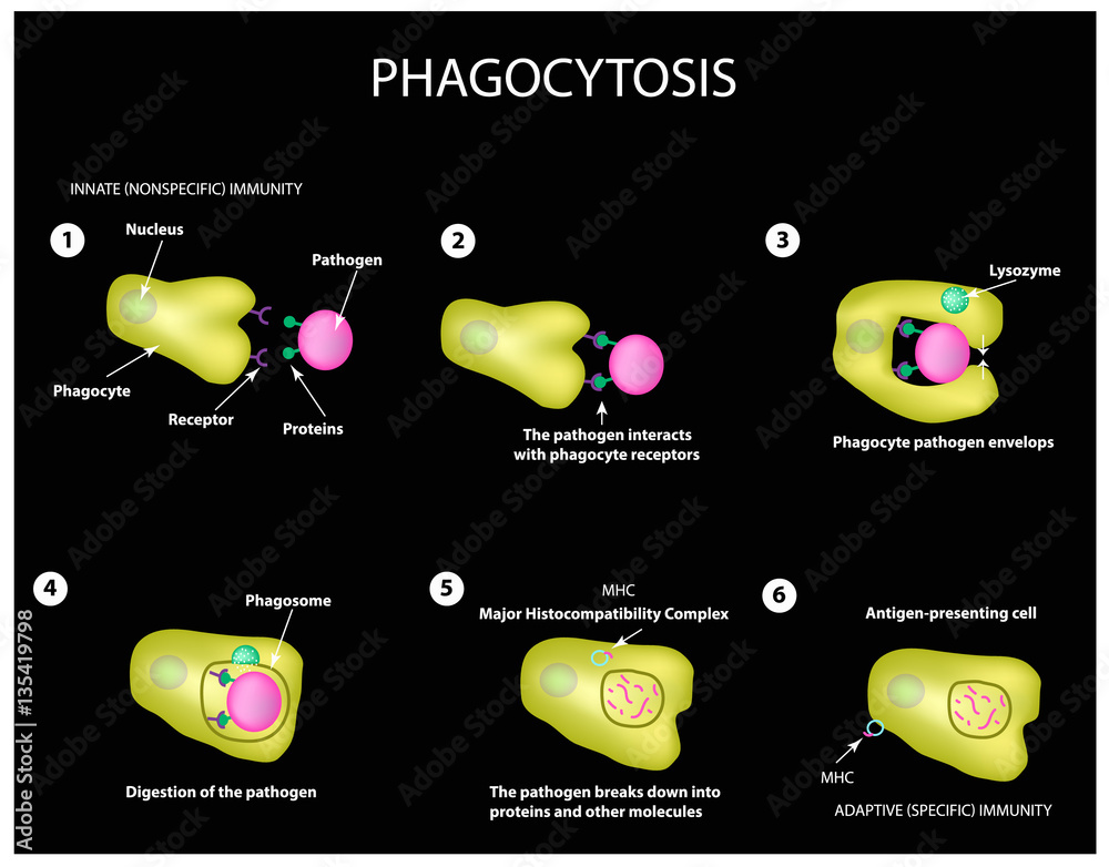 Innate immunity. Adaptive specific . Phagocytosis. Infographics. vector Stock Vector Adobe Stock