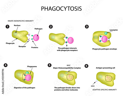 Innate immunity. Adaptive specific . Phagocytosis. Infographics. vector illustration photo