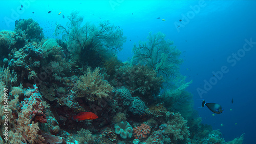 Colorful coral reef with big sea fans and plenty fish.