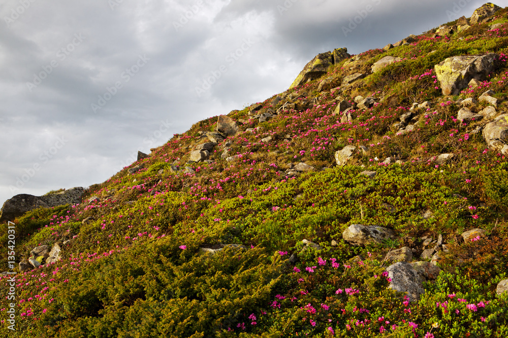 The slopes of the mountains covered with blooming rhododendrons. Carpathians. The slopes of the mountains covered with blooming rhododendrons. Carpathians.