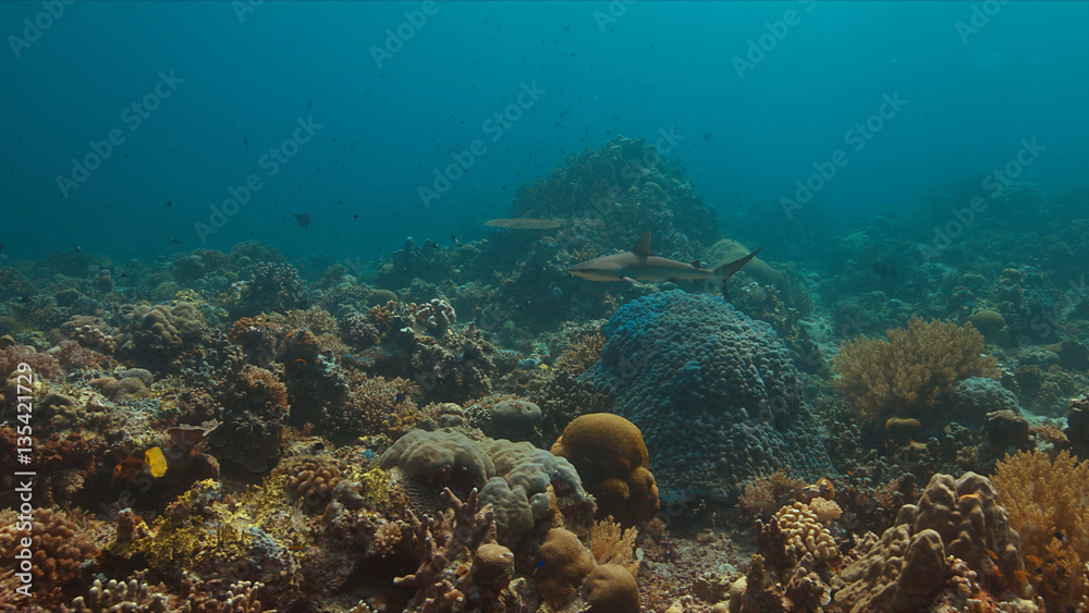 Fototapeta premium Grey reef shark on a colorful coral reef.