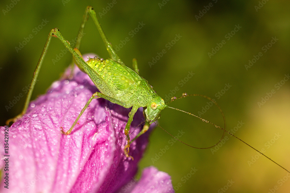 Young green grasshopper on hibiscus Young green grasshopper on hibiscus