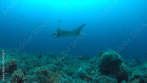 Manta ray swims on a coral reef. © sabangvideo