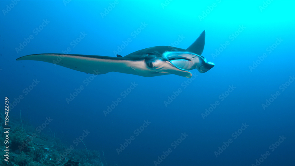 Manta ray swims on a coral reef.