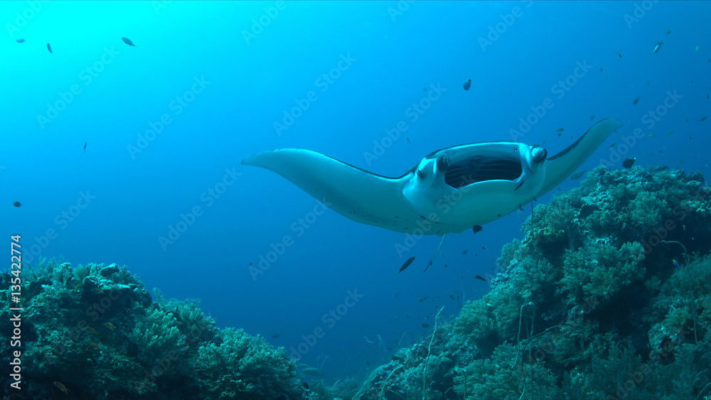 Obraz premium Manta ray swims on a coral reef.
