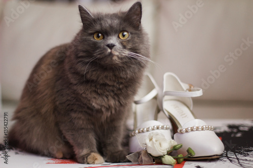 cat and wedding shoes