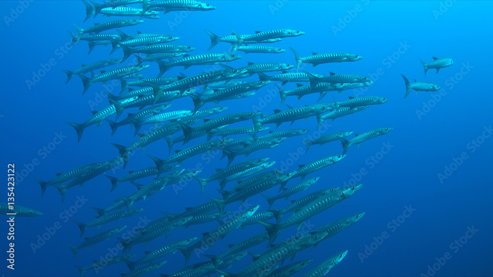 Fototapeta premium School of Blackfin Barracudas swimming in blue water.
