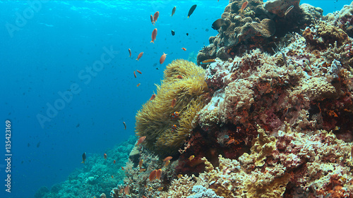 Clownfish in a sea anemone. False Clown Anemonefish