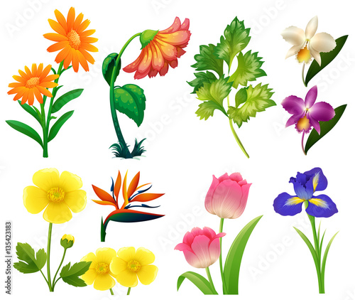 Different types of wild flowers