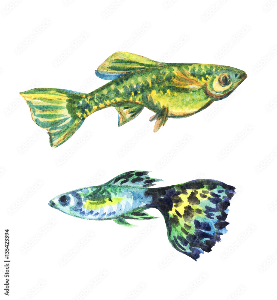 Aquarium fish guppies, watercolor illustration. Aquarium fish guppies, watercolor illustration.