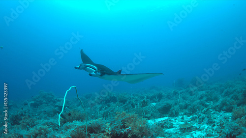Manta ray swims on a coral reef. © sabangvideo