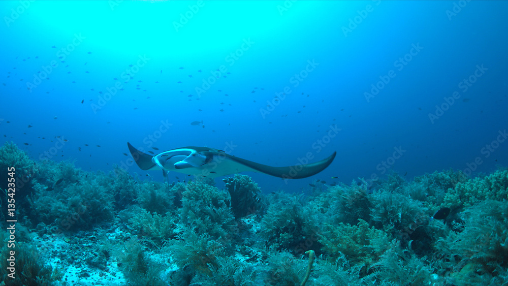 Fototapeta premium Manta ray swims on a coral reef.