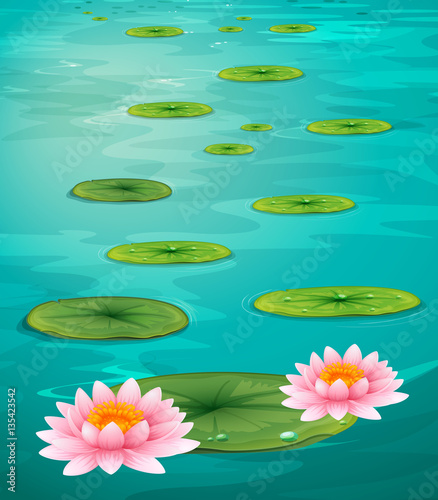 Two lotus flowers and leaves on water