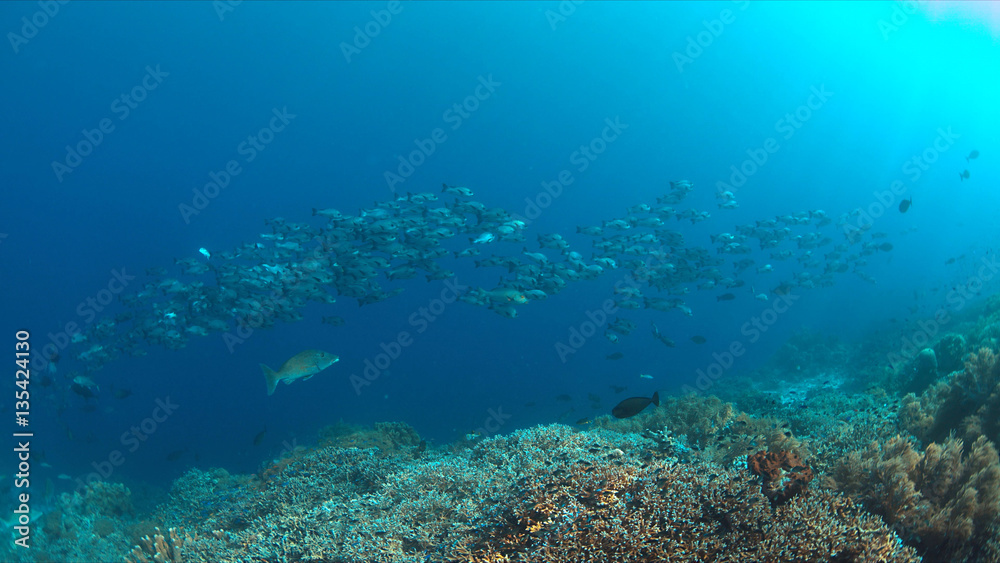 School of Black Snapper on Tubbataha Reef in Philippines.