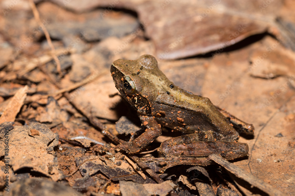 Naklejka premium frog Climbing Mantella, Madagascar wildlife