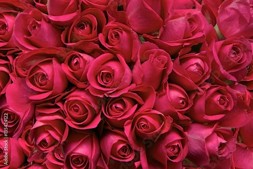 Red Roses as a background