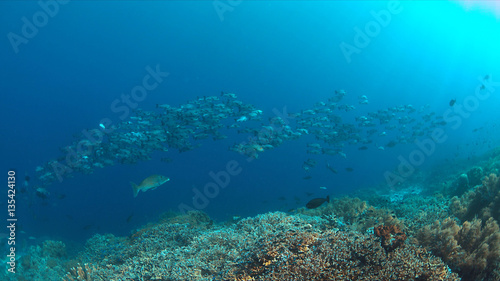 Fototapeta Naklejka Na Ścianę i Meble -  School of Black Snapper on Tubbataha Reef in Philippines.