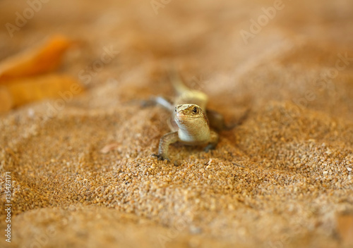 Madagascar girdled lizard, madagascar wildlife photo