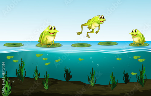 Three green frogs on water lily
