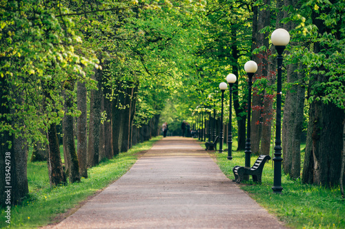 Wonderful alley with fresh springtime trees