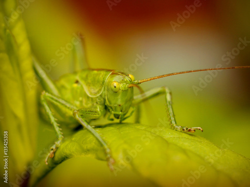 grasshopper resting in the grass
