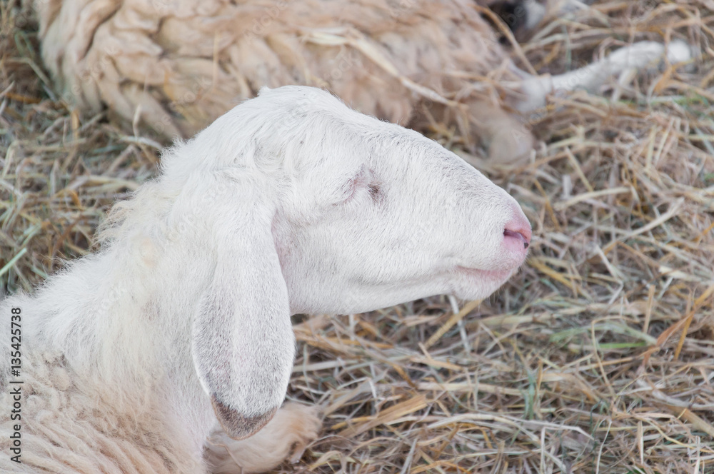Obraz premium Head of young sheep in farm.