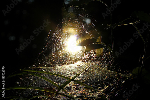 evening sun and the web in the forest