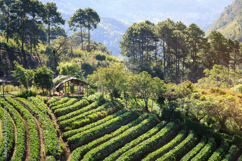 Strawberry farm on mountains in highland of Thailand.