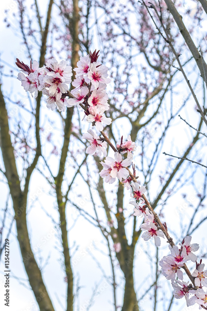 весеннее цветение