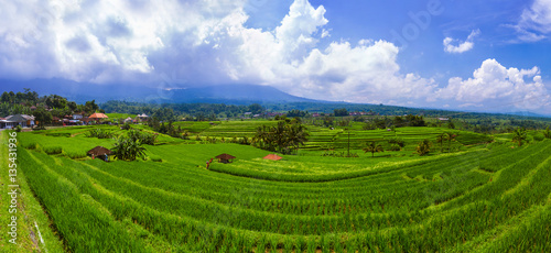 Rice fields - Bali island Indonesia