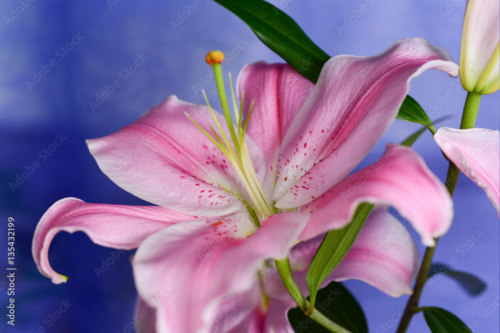 Naklejka premium różowa casablanca