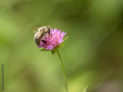 bee relaxing on a pink plant