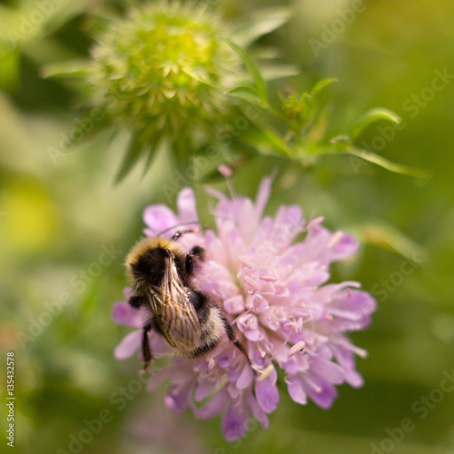 Bumblebee relaxing on a pink plant